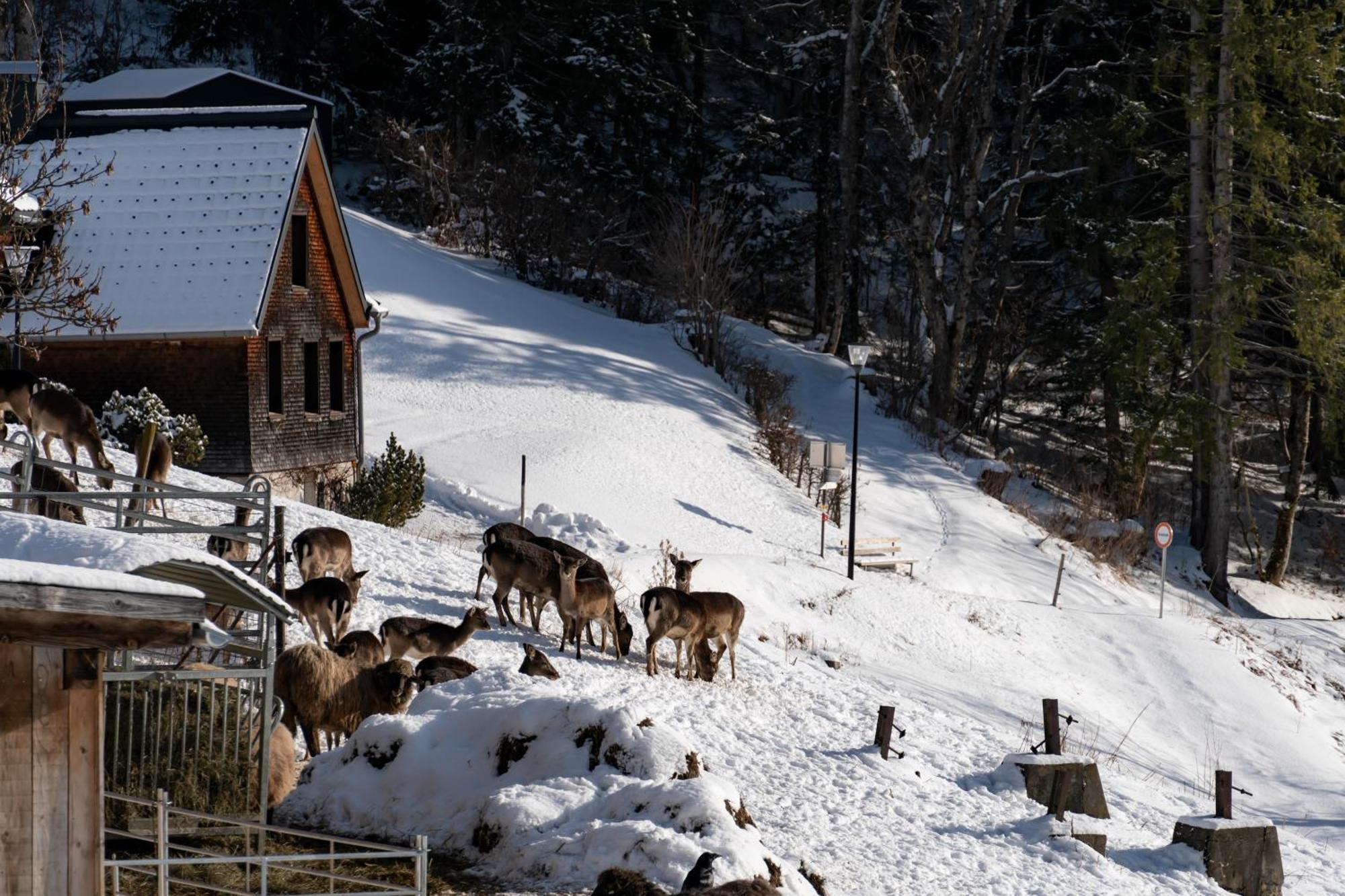 Peterhof Chalets Batschuns ภายนอก รูปภาพ
